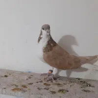 ساده هفترنگ