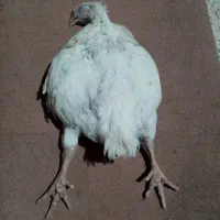تلفات مرغ گوشتی