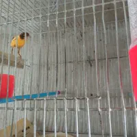 فروش ۱۰جفت قناری قیمت توافقی|پرنده|میانه, |دیوار