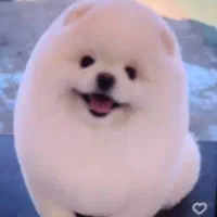 پامر خرسی وعروسکی|سگ|شیراز, اصلاحنژاد|دیوار