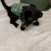 سگ  اشپیتز|سگ|محمدشهر, محمدشهر|دیوار