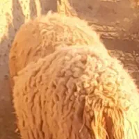 گوسفند و بره