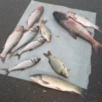 ماهی زنده کپور آمور فیت فاک