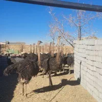 جوجه شترمرغ