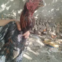 خروس لاری اصیل افغان