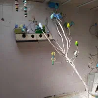 چند جفت مرغ عشق روی تخم جوجه