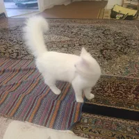 گربه خانگی بامزه|گربه|تنکابن, |دیوار