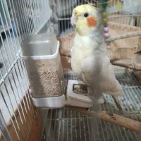 عروس هلندی نر
