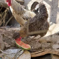 مرغ وخروس محلی