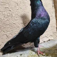 زاغ ابادانی سیاه کبوتر امیدیه