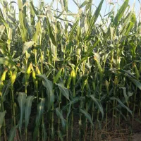 ذرت آماده برداشت