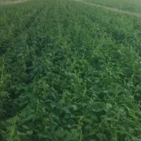 کارگر لوبیا چین دارم
