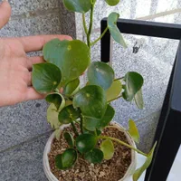 تعدادی گل باگلدون زامفولیا بلک گندمی و..|گل و گیاه طبیعی|بیرجند, |دیوار