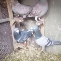 کبوتر درجه یک