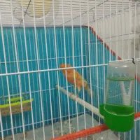 قناری|پرنده|شاهرود, |دیوار