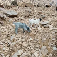 چهار راس بز با چهار راس کهره