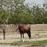 اسب عرب ایرانی ۶ساله