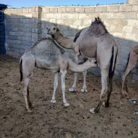فروش شتر و هاشی|حیوانات مزرعه|سیرجان, |دیوار