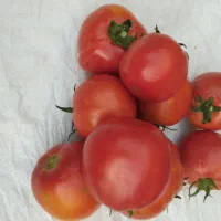 فروش گوجه تازه مزرعه درمشهد وچناران واطراف|خوردنی و آشامیدنی|چناران, |دیوار