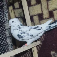 کبوتر|پرنده|محمدبار, |دیوار