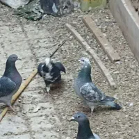 سار  سبز|پرنده|بردسکن, |دیوار