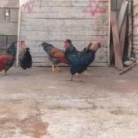 خروس|حیوانات مزرعه|نورآباد, |دیوار