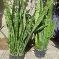 فروش گل های زیبا|گل و گیاه طبیعی|نورآباد ممسنی, |دیوار