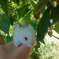 تعداد بچه خرگوش میناتوری