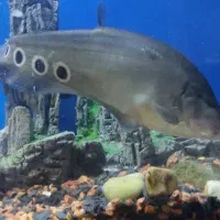 ماهی نایف و فلاور و غذای ماهی