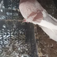 کبوتر|پرنده|کلاردشت, |دیوار