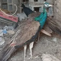 فروش دو عدد طاووس جووان زیبا