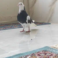 کبوتر پرشی.