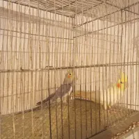 فروش هلندی معاوضه با سهره