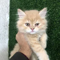 بریتییش لانگ هیر کاراملی