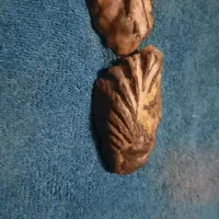 فسیل صدف دوطرفه