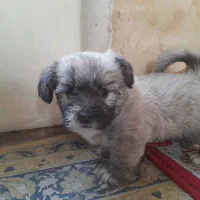 توله تریر فلت|سگ|اصفهان, عمان سامانی|دیوار