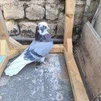 کبوتر ابلغ سبز کاکلی|پرنده|قنوات, |دیوار