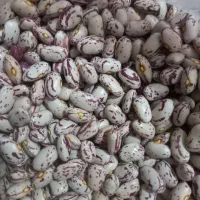 لوبیا چیتی اعلاء