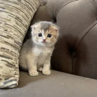 گربه اسکاتیش بریتیش|گربه|تهران, تهرانپارس جنوبی|دیوار