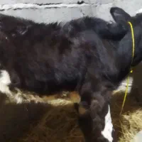 لیشه ۴ ماه|حیوانات مزرعه|لولمان, |دیوار