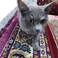 گربه نژاد داربسیار خوشکل رام