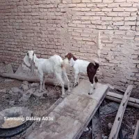 بز زائده با بزغاله