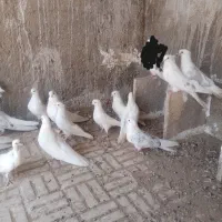 کبوتر تهرونی سفید نوک ریز