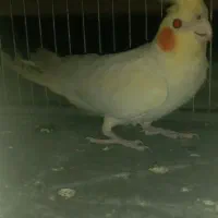 عروس هلندی ۶ ماهه|پرنده|بروجرد, |دیوار