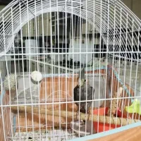 یک عروس هلندی نر دو ماه