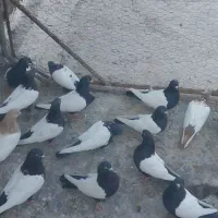 فروشی کبوتر|پرنده|میانه, |دیوار