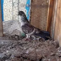 پرشی|پرنده|قم, گلزار|دیوار