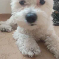 سگ تربیت شده