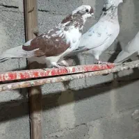 کبوتر حرفه ایی پرشی واقعی . فقط معاوضه دارم