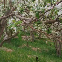 فروش باغ سپیدان برشنه بین ۱۰۰۰ متر تا ۳۷۰۰ متر|فروش زمین و ملک کلنگی|سپیدان, |دیوار